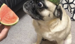 吃瓜爆料表情包,揭秘网络热传背后的趣味与真相